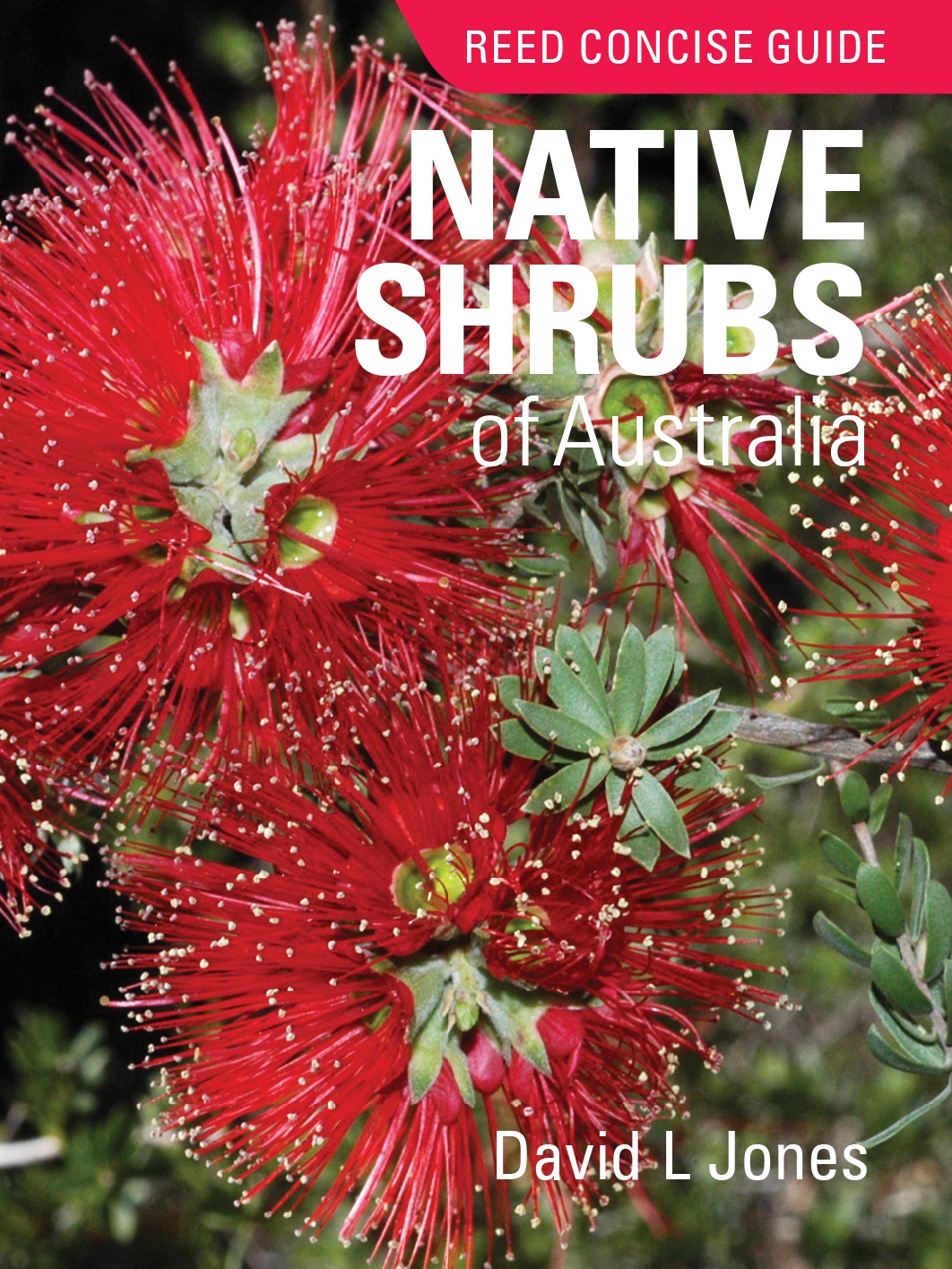 Reed Concise Guide Native Shrubs
