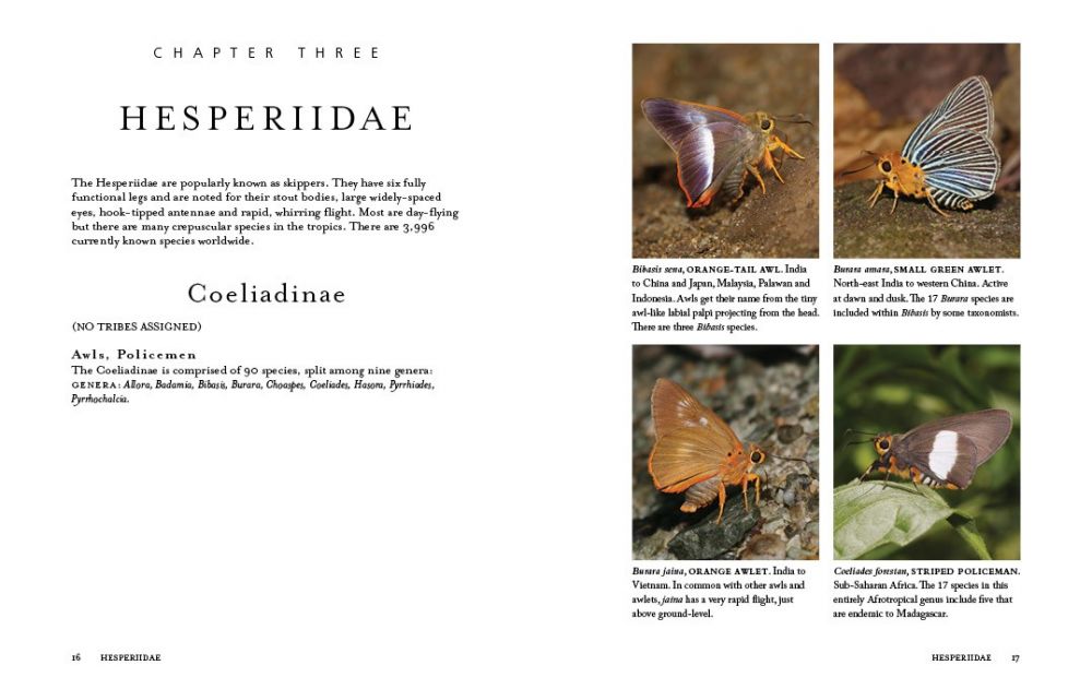 洋書 Adrian Hoskins 1,000 Butterflies 1000 Butterflies : Hoskins, Adrian: Amazon.com.au: Books