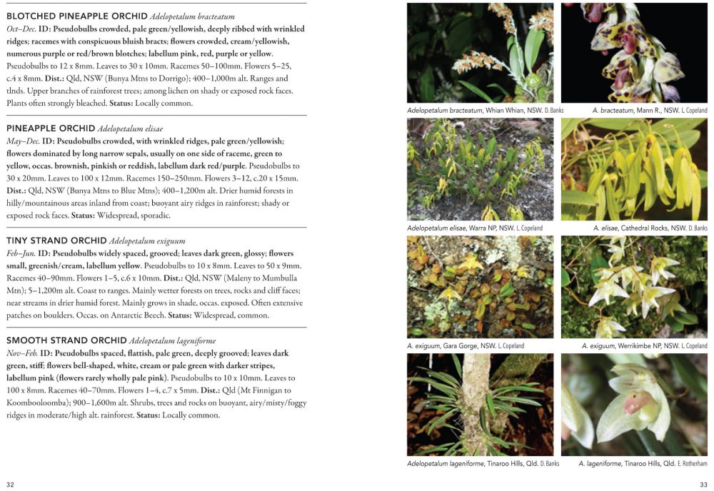 A Field Guide to Australian Orchids: Epiphytes
