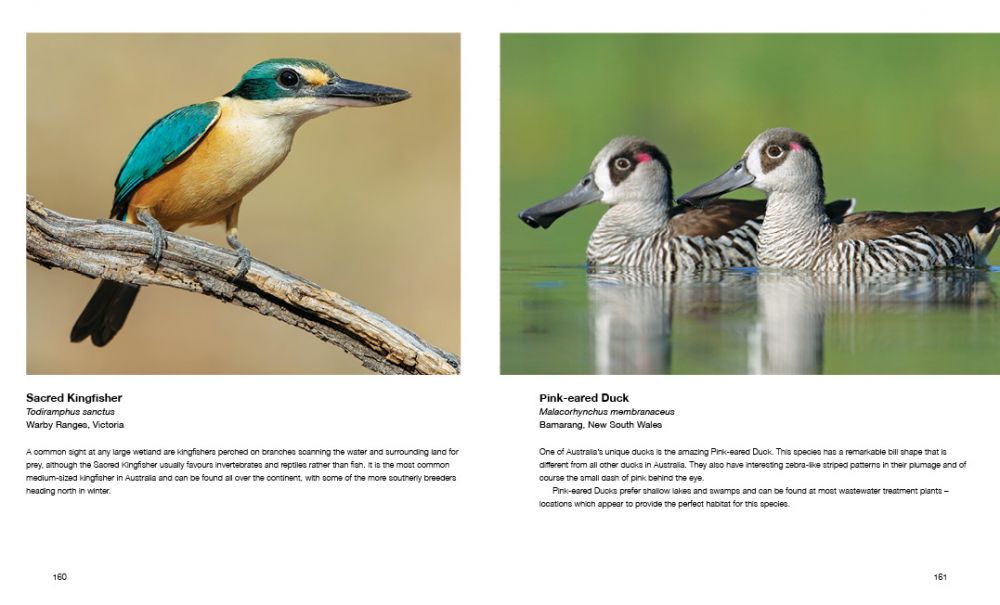 Australian Birds in Pictures