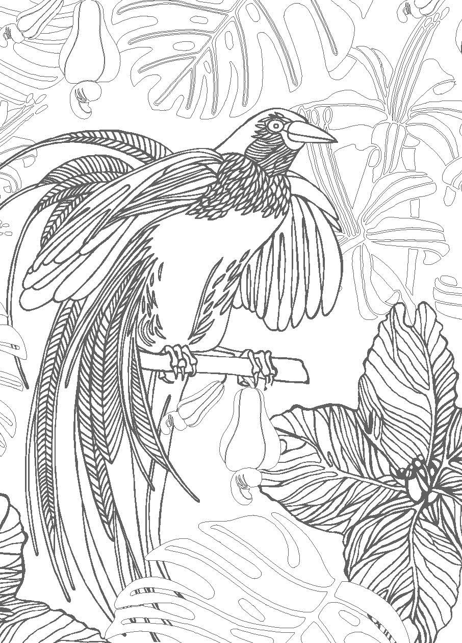 Bird Of Paradise Coloring Page Bird Coloring Pages Stock Illustrations