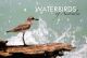 Waterbirds of Australia