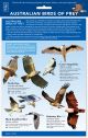 ID Chart - Birds of Prey