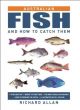 Australian Fish and How to Catch Them