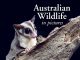 Australian Wildlife in Pictures