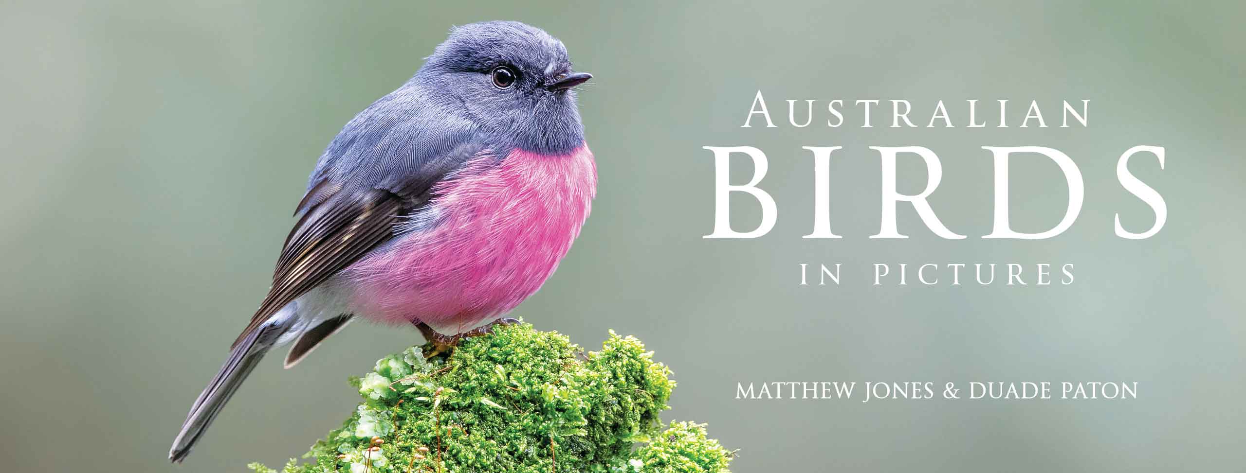 Australian Birds in Pictures