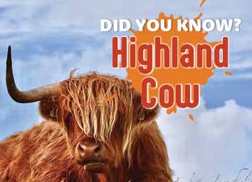 High Land Cow